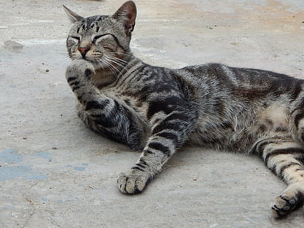 animale domestico, gatto, pensiero, felino, gatto domestico, animali domestici, domestico, mammifero, temi animali, animale, un animale, vertebrato, rilassamento, nessuno, baffo, vista dall'alto, guardando lontano, giorno, analizzare, cercare, guardare, lunghezza intera, seduta, soriano, 2K, CC0, dominio pubblico, privo di copyright
