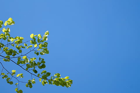 copac, natură, albastru, primăvară, cale, colorate, vară, floare, coroana copacului, Foioase, cer, cer senin, spațiu copie, plantă, frunze, vedere unghiulară joasă, nici o persoana, parte a plantelor, zi, creştere, însorit, în aer liber, ramură, Culoarea verde, lumina soarelui, frumusețe în natură, fruct, 5K, CC0, domeniu public, fără drepturi de autor
