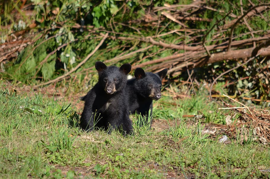 orso nero, orso, cuccioli, orsi, giovane, animale, natura, temi animali, mammifero, fauna selvatica, animali allo stato selvatico, un animale, terra, vertebrato, pianta, nessuno, giovane animale, foresta, erba, giorno, campo, colore nero, albero, 4K