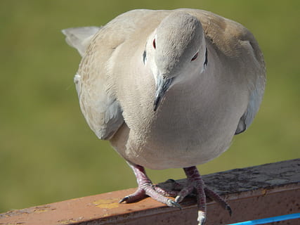 colomba, animali, becco, fauna selvatica, uccello, animali allo stato selvatico, un animale, temi animali, all'aperto, vertebrato, appollaiati, avvicinamento, concentrarsi sulle conoscenze acquisite, giorno, nessuno, lunghezza intera, natura, legno - materiale, vista frontale, ringhiera, grigio, 4K, CC0, dominio pubblico, privo di copyright
