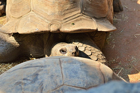 broasca testoasa, târâtoare, testoasa, tortoise shell, țestoasa gigantica, grădină zoologică, de tancuri, blindat, încet, tierpark hellabrunn, creatură, un animal, animale în sălbăticie, animale sălbatice, animale tematice, animal, animale vertebrate, a închide, coajă, coajă de animale, cap de animal, zi, portret, partea corpului animalului, natură, nici o persoana, în aer liber, marin, 5K, CC0, domeniu public, fără drepturi de autor