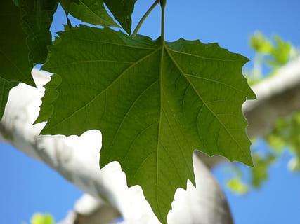 maple, full, fulles, arbre, verd, naturalesa, fulla d'auró, cel, blau, part de la planta, planta, color verd, primer pla, creixement, vena de la fulla, dia, cap gent, centrar-se en primer pla, vista d’angle baix, a l'aire lliure, bellesa a la natura, vulnerabilitat, fragilitat, enfocament selectiu, llum solar, 4K, CC0, domini públic, lliure de regalies