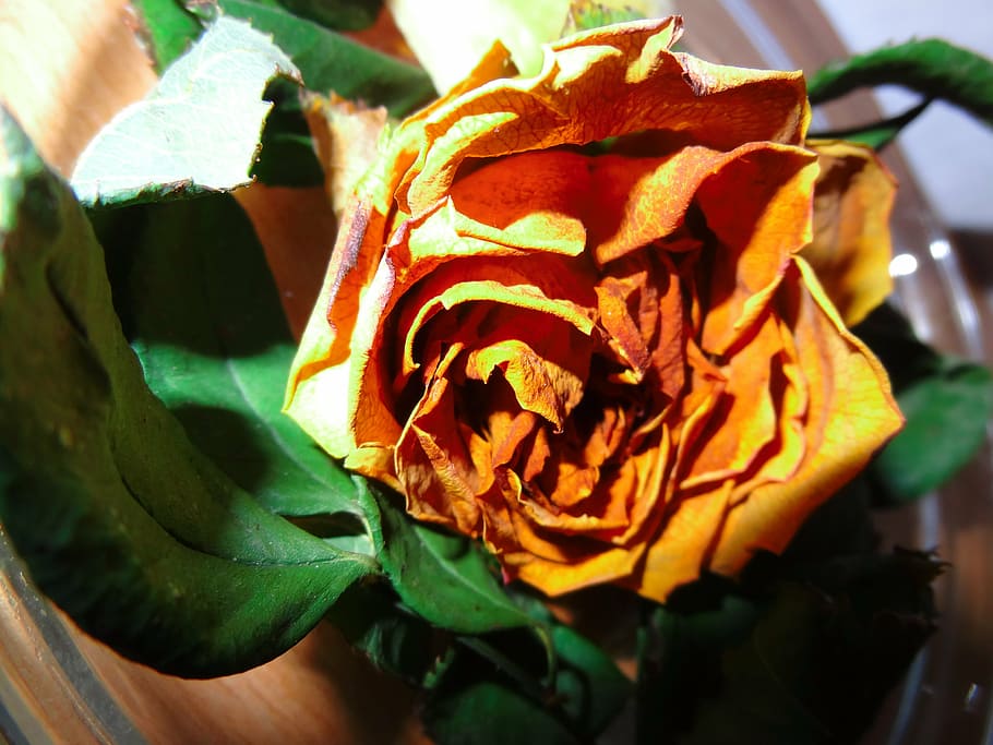 gammel rose, visne, forbigående, blomstrende plante, blomst, tæt på, kronblad, plante, skønhed i naturen, blomsterstand, vækst, blomsterhoved, friskhed, blad, skrøbelighed, sårbarhed, plante del, natur, Rose, rosenblomst, fokus på forgrunden, ingen mennesker, dag, udendørs, visnet plante, 4K
