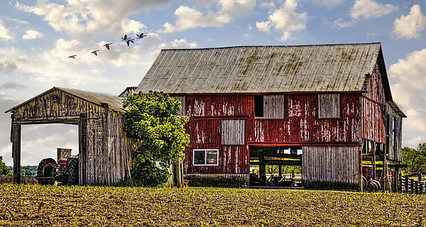 celeiro, rústico, celeiros, ohio, arte digital, rural, cênico, país, campo, cenário, galpão, galpões, Fazenda, fazendas, agricultura, agrícola, casa de fazenda, champaign, município, americana, foto, fotografia, estrutura, Estruturas, sturgell, William Sturgell, conta sturgell, histórico, decoração de casa, prédios, nuvens, céu, árvore, arvores, nublado, céus, ervas daninhas, condado de champaign, urbana, arquitetura, estrutura construída, nuvem - céu, exterior do edifício, natureza, construção, cena rural, panorama, plantar, dia, casa, terra, ao ar livre, grama, ninguém, crescimento, 4K, CC0, domínio público, royalty free