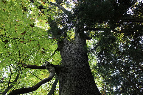 corona, faig, bosc, arbre, tardor, soques, planta, tronc, tronc de l'arbre, color verd, creixement, branca, vista d’angle baix, naturalesa, bellesa a la natura, dia, cap gent, terra, part de la planta, tranquil·litat, full, llum solar, a l'aire lliure, fullatge, escorça, copa de l'arbre, 5K, CC0, domini públic, lliure de regalies