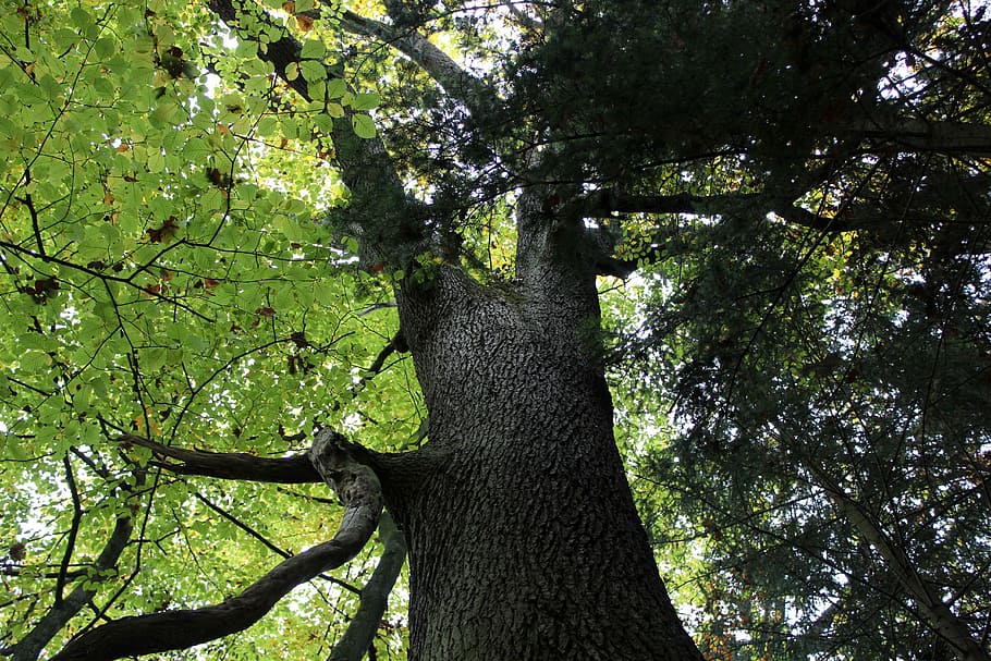 corona, faig, bosc, arbre, tardor, soques, planta, tronc, tronc de l'arbre, color verd, creixement, branca, vista d’angle baix, naturalesa, bellesa a la natura, dia, cap gent, terra, part de la planta, tranquil·litat, full, llum solar, a l'aire lliure, fullatge, escorça, copa de l'arbre, 5K