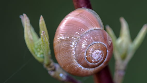 kabuk, çiçek, doğa, kapat, boş salyangoz kabuğu, salyangoz kabuğu, Konut, sedef, kapatmak, omurgasız, hayvan, yumuşakça, karındanbacaklı, spiral, hayvan temaları, hayvan yaban hayatı, salyangoz, bitki, insansız, hayvan kabuğu, vahşi hayvanlar, büyüme, bitki bölümü, gün, ön plana odaklanmak, doğada güzellik, açık havada, 4K, CC0, kamu malı, telif ücretsiz