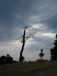 Wetter, Baum, Wolken, kalt, karg, einsam, Natur, Hügel, trocken, Landschaft, wolke - himmel, Silhouette, Himmel, Feld, Pflanze, Land, Ruhe, Umgebung, Schönheit in der Natur, ruhige Szene, kahler Baum, Szenen - Natur, keine Leute, Nicht-städtische Szene, draußen, Wachstum, Gras, isoliert, 2K, CC0, gemeinfrei, lizenzfrei