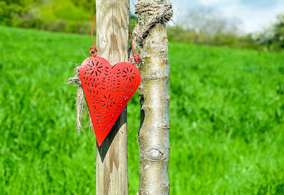 Červené, srdce, závěsný, výzdoba, hnědý, strom, náklonnost, romantika, milovat, Příroda, tvar srdce, symbol, rostlina, tráva, zelená barva, zaměřit se na popředí, den, nikdo, přistát, pole, detail, venku, plot, krajina, kmen stromu, dřevo - materiál, hranice, kufr, dřevěný sloupek, 4K