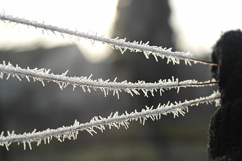 gel, hivern, cable, blanc, fred, macro, temperatura de fred, centrar-se en primer pla, naturalesa, neu, congelat, cap gent, tanca, primer pla, dia, límit, barrera, protecció, filferro espinós, planta, seguretat, metall, a l'aire lliure, 5K, CC0, domini públic, lliure de regalies