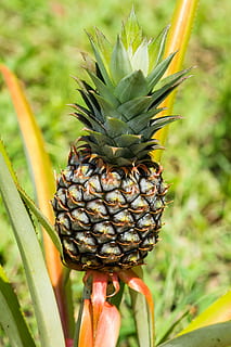 ananas, frukt, eksotisk, tropisk frukt, vekst, fokusere på forgrunnen, friskhet, anlegg, nærbilde, mat og Drikke, mat, skjønnhet i naturen, natur, dag, grønn farge, spise sunt, ingen folk, blad, plante del, velvære, blomst, utendørs, plantasjen, hagearbeid, 5K, CC0, offentlig domene, opphavsrett gratis