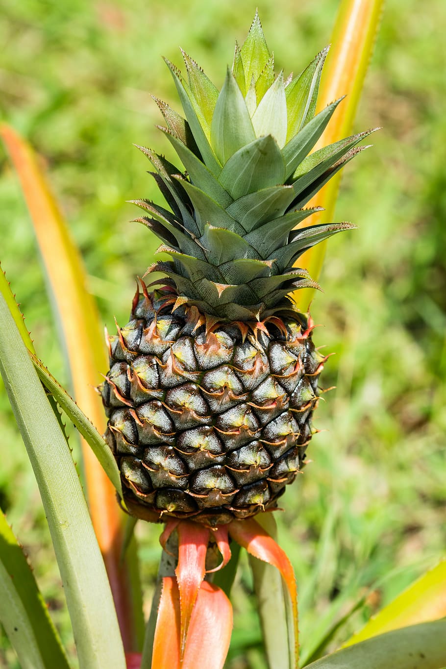 ananas, frugt, eksotisk, tropisk frugt, vækst, fokus på forgrunden, friskhed, plante, tæt på, mad og drikke, mad, skønhed i naturen, natur, dag, grøn farve, sund kost, ingen mennesker, blad, plante del, velvære, blomst, udendørs, plantage, havearbejde, 5K