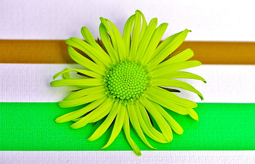 floare, primăvară, verde, floare afinata, închide, frumos, Culoarea verde, în interior, a închide, prospeţime, nici o persoana, galben, plantă, planta cu flori, inflorescenţă, creativitate, masa, studio shot, artă și sculptură, direct deasupra, natură moartă, cap de floare, vulnerabilitate, natură, aranjament, 2K, CC0, domeniu public, fără drepturi de autor