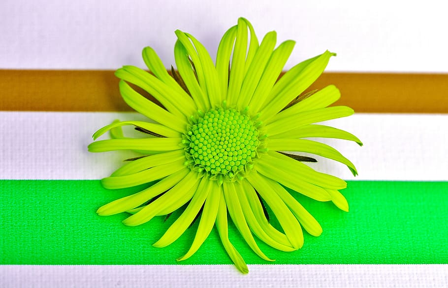 floare, primăvară, verde, floare afinata, închide, frumos, Culoarea verde, în interior, a închide, prospeţime, nici o persoana, galben, plantă, planta cu flori, inflorescenţă, creativitate, masa, studio shot, artă și sculptură, direct deasupra, natură moartă, cap de floare, vulnerabilitate, natură, aranjament, 2K