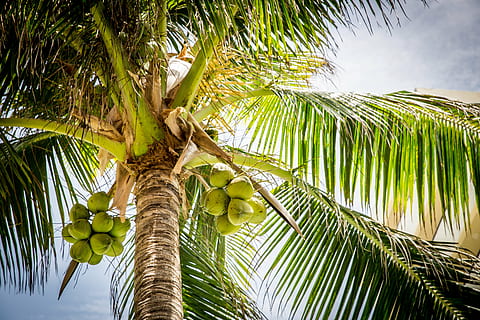 scăzut, unghi de fotografiere, verde, plajă, copac, palmier, nuci de cocos, natură, climat tropical, vară, palmier de cocos, frunze, nucă de cocos, fruct, cer, în aer liber, Culoarea verde, plantă, vedere unghiulară joasă, mâncat sănătos, creştere, frumusețe în natură, frunza de palmier, mancare si bautura, alimente, nici o persoana, trunchi de copac, copac tropical, imediat mai jos, 5K, CC0, domeniu public, fără drepturi de autor