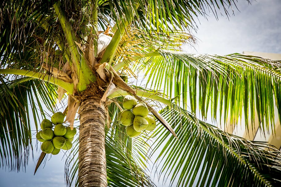 baix, fotografia d'angle, verd, platja, arbre, palmell, cocos, Palmera, naturalesa, clima tropical, estiu, palmera de coco, full, coco, fruita, cel, a l'aire lliure, color verd, planta, vista d’angle baix, alimentació saludable, creixement, bellesa a la natura, fulla de palma, menjar i beguda, menjar, cap gent, tronc de l'arbre, arbre tropical, directament a sota, 5K