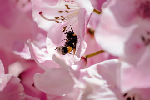Insekt, Blume, Frühling, Makro, Rosa, Blütenblätter, Garten, Bourdon, Schönheit in der Natur, blühende Pflanze, Zerbrechlichkeit, Frische, Blütenblatt, wirbellos, Nahansicht, Pflanze, Verletzlichkeit, Tierthemen, Wachstum, ein Tier, pinke Farbe, Tier, Tierwelt, Blütenkopf, Tiere in freier Wildbahn, Biene, keine Leute, Bestäubung, Hummel, draußen, Pollen, lila, Kirschblüte, 4K, CC0, gemeinfrei, lizenzfrei