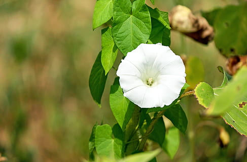 snerle, ukrudtsplante, blomster, hvid, trichterförmig, klatrer, plante, friskhed, blomst, tæt på, blomstrende plante, plante del, blad, vækst, skønhed i naturen, sårbarhed, kronblad, skrøbelighed, hvid farve, grøn farve, fokus på forgrunden, natur, blomsterstand, blomsterhoved, ingen mennesker, dag, forår, udendørs, 4K, CC0, offentligt domæne, royaltyfrie