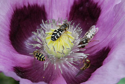 vurgulu sinek, böcek, kapatmak, hoverfly, polen, kanatlar, çiçek, çiçekli bitki, omurgasız, doğada güzellik, kırılganlık, hayvan temaları, Güvenlik açığı, hayvan yaban hayatı, vahşi hayvanlar, tazelik, taçyaprağı, hayvan, bitki, çiçek kafa, bir hayvan, bal arısı, doğa, tozlaşma, insansız, mor, açık havada, 2K, CC0, kamu malı, telif ücretsiz