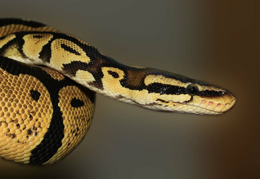 poc profund, focalitzar la fotografia, marró, python, serp, pitó de pilota, python regius, bellesa, daurat, pastel, cap, rèptil, animal, vida salvatge, naturalesa, verinós, temes d'animals, un animal, fauna animal, vertebrats, part del cos dels animals, primer pla, animals a la natura, signe, cap d’animals, cap gent, senyal d'advertència, escala d’animals, comunicació, arrissat, tir de l'estudi, retrat, ull d’animals, selva tropical, fons negre, 4K
