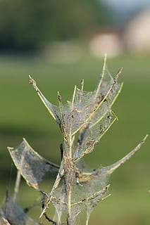 edderkop, træ, spindelvæv, Skov, natur, netværk, mystisk, landskab, globus, champignon, forgængelighed, efterår, efterårskov, væk, atmosfærisk, sol, insekt, fokus på forgrunden, dyre temaer, et dyr, tæt på, plante, dag, hvirvelløse, vækst, ingen mennesker, grøn farve, dyr i naturen, dyreliv, dyr, skønhed i naturen, udendørs, blad, plante del, selektiv fokusering, 5K, CC0, offentligt domæne, royaltyfrie