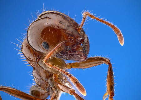 fotografia dels ulls cucs, formiga de foc, treballador, macro, insecte, error, vida salvatge, naturalesa, retrat, cap, antenes, ulls, social, temes d'animals, animal, un animal, part del cos dels animals, invertebrat, blau, primer pla, crustaci, fauna animal, animals a la natura, cap gent, cel, cap d’animals, a l'aire lliure, part del cos, cranc, mar, llum solar, marí, fons blau, ull d’animals, 1080P, CC0, domini públic, lliure de regalies