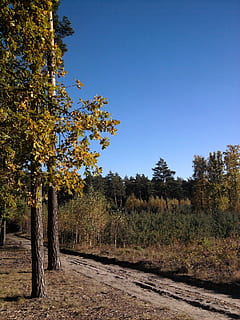 las, listowie, liść, drzewo, jesień, Natura, park, październik, sposób, laguna, owad, gałązka, mokro, kora, brązowy, suche liście, drewno, niebo, ścieżka, pas ruchu, krajobraz, Zielony, trawa, pory roku, sceneria, na szlaku, stopka, trasa, lato, turystyka, chmury, słoneczny dzień, widok, szlak, Polska, wegetacja, konar, konary, gałęzie, Oddział, ślady, odstępnik, spacerować, trening, pole, trawnik, śmieci, naturalny, środowisko, fauna, flora, tło, jesienna pogoda, Pomarańczowy, zabarwienie, seledyn, akwamaryn, przestrzeń, atmosfera, horyzont, lenno, iglasty, igły, rolki igiełkowe, bagażnik samochodowy, Kora drzewa, obrazek, farba, obraz olejny, szczotka, filtr, Sztuka, obraz, paleta, kolorowy, roślina, czyste Niebo, spokój, wzrost, spokojna scena, wylądować, żadnych ludzi, dzień, piękno natury, niebieski, kopia przestrzeń, scena pozamiejska, scenics - natura, światło słoneczne, na dworze, 1080P, CC0, domena publiczna, darmowe zdjęcia