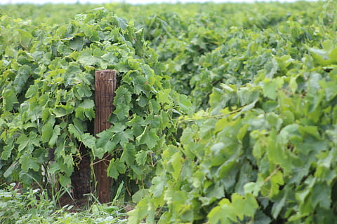 vinya, verd, publicació, agricultura, celler, vi, rural, collita, full, naturalesa, estiu, granja, planta, fresc, creixent, natural, viticultura, a l'aire lliure, creixement, menjar, escena rural, color verd, menjar i beguda, part de la planta, camp, vegetals, dia, cap gent, terra, alimentació saludable, benestar, frescor, primer pla, 5K, CC0, domini públic, lliure de regalies