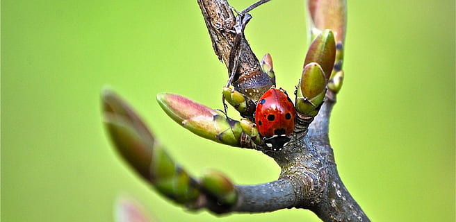 marieta, branca, insecte, vermell, punts, escarabat, coccinellidae, heide, flors, ala, temes d'animals, animal, fauna animal, animals a la natura, un animal, invertebrat, planta, primer pla, naturalesa, color verd, cap gent, part de la planta, dia, centrar-se en primer pla, full, a l'aire lliure, arbre, fons verd, petit, 1080P, CC0, domini públic, lliure de regalies
