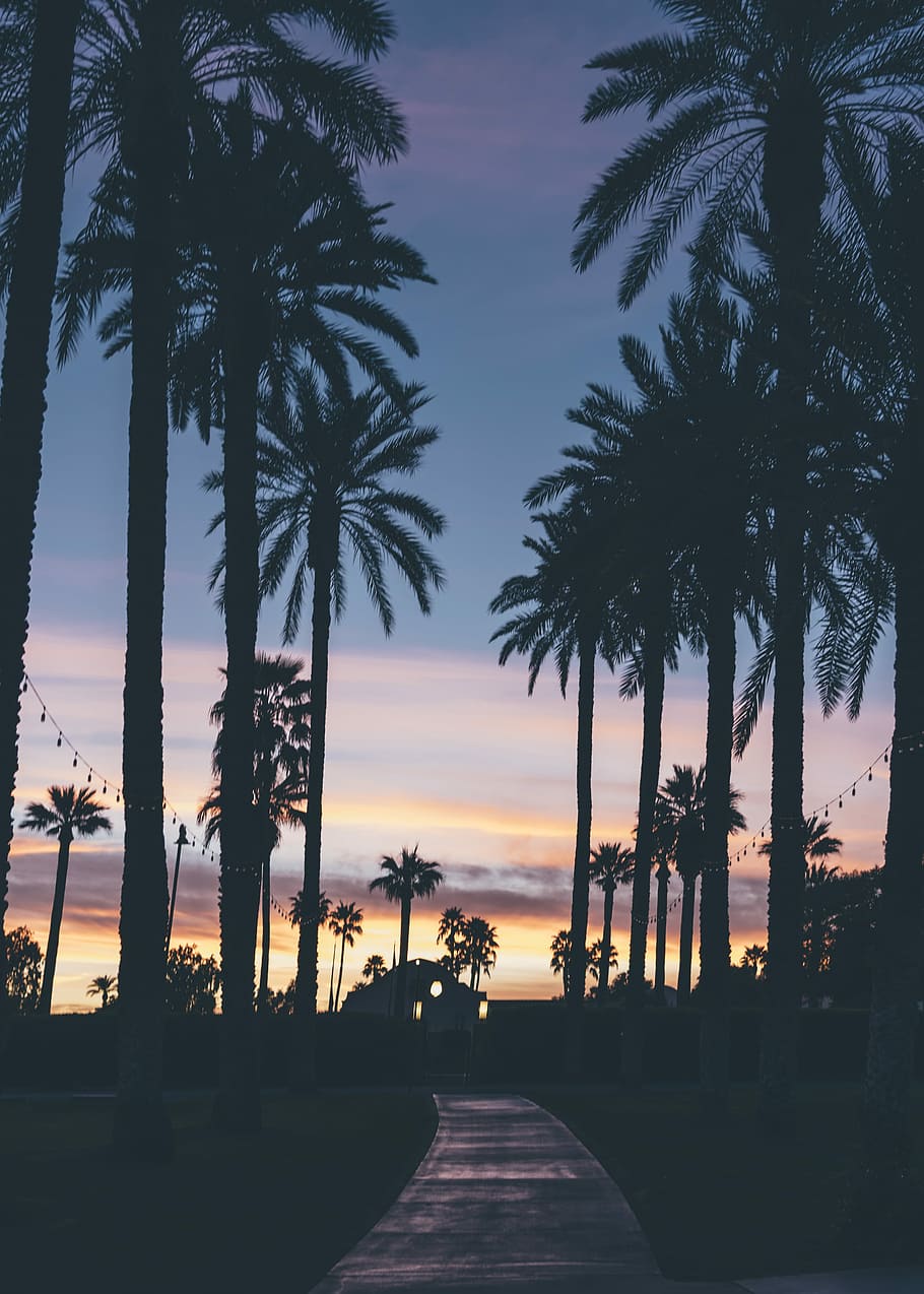 silueta, cases, al costat, palmeres, camí, silueta de palmera, posta de sol, Palmera, arbre, palmell, cel, núvol, full, crepuscle, sendera, edifici, llum de corda, vorera, tropical, tròpic, Costa oest, planta, clima tropical, creixement, naturalesa, bellesa a la natura, cap gent, color taronja, escenics - natura, arquitectura, a l'aire lliure, núvol - cel, aigua, direcció, treelined, piscina, palmera de coco, 4K