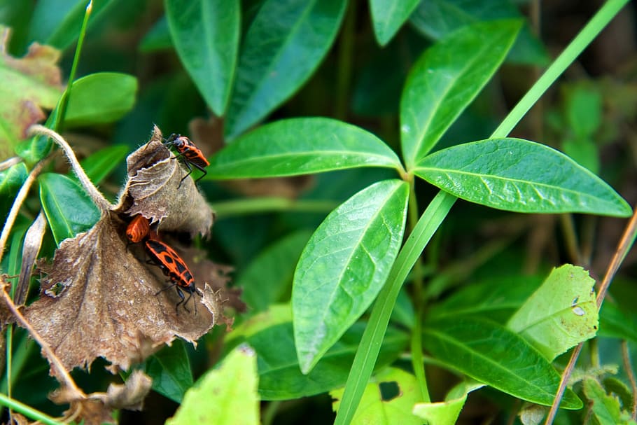 bugs, insekt, dyr, fauna, rød, blade, vegetation, blad, et dyr, dyr i naturen, grøn farve, dyre temaer, plante del, dyreliv, plante, hvirvelløse, vækst, natur, tæt på, skønhed i naturen, dag, fokus på forgrunden, ingen mennesker, dyrefløj, udendørs, sommerfugl - insekt, bestøvning, sommerfugl, 2K