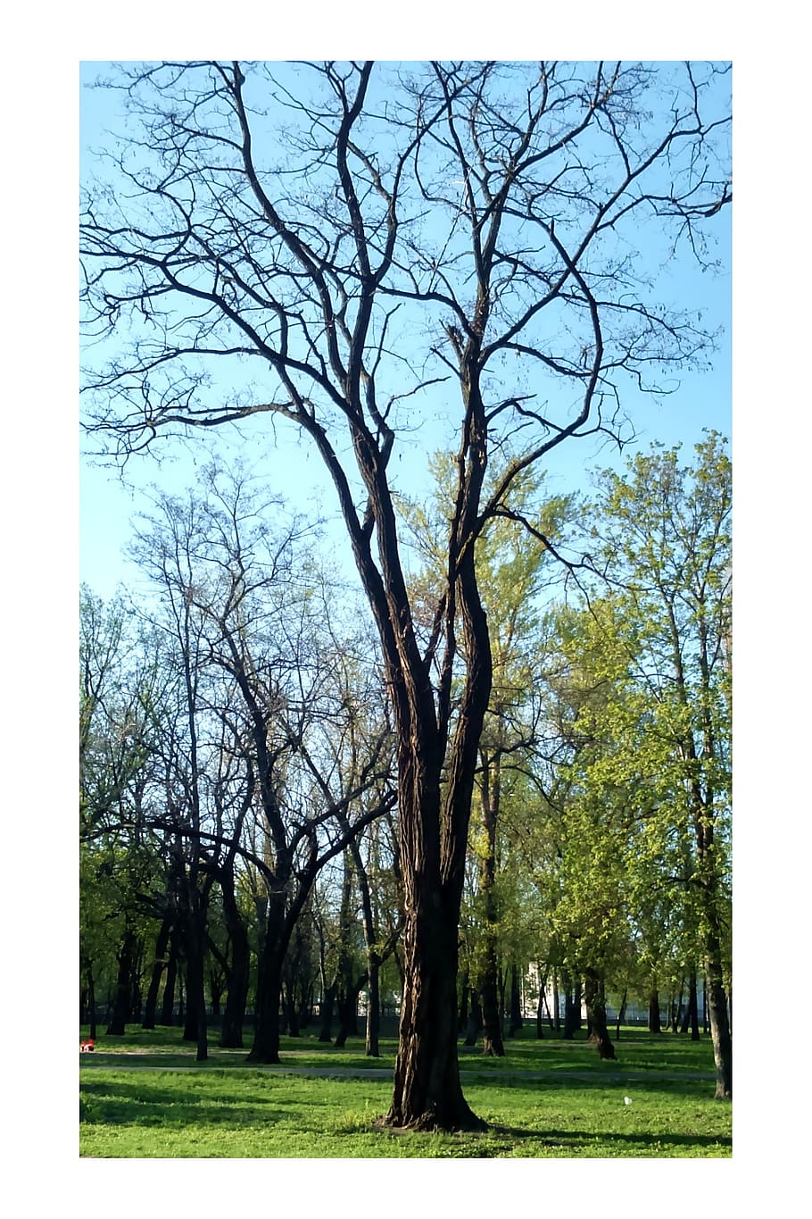 Ucraina, alberi, primavera, paesaggio, verdura, albero, luce, parco, foresta, natura, ramo, all'aperto, cielo, erba, stagione, albero nudo, tronco d'albero, giorno, nessuno, pianta, tronco, filtro di post produzione automatico, bellezza nella natura, ambiente, la tranquillità, trasferimento stampa, scena tranquilla, 2K