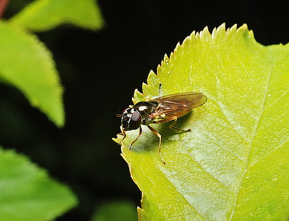 Mucha, makro, insekt, blad, have, butterfly, plante, tæt på, zoom, natur, dyr, flyve, hvirvelløse, dyre temaer, dyreliv, plante del, et dyr, dyr i naturen, grøn farve, dyrefløj, skønhed i naturen, ingen mennesker, vækst, dag, udendørs, 2K, CC0, offentligt domæne, royaltyfrie