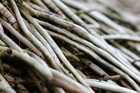 makro, dřevo, vzor, textura, struktura, Pozadí, starý, prkno, hnědý, Příroda, přízemní, dřevěná konstrukce, letokruhy, starověké, knothole, estetický, tkát, jídlo, nikdo, celý rám, jídlo a pití, detail, hojnost, velká skupina objektů, selektivní zaměření, den, stálý život, blahobyt, Zdravé stravování, svěžest, trh, venku, vysoký úhel pohledu, rostlina, dřevo - materiál, hůl - rostlina část, 5K, CC0, veřejná doména, bez autorských práv