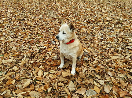 autunno, cane, animale domestico, può, foglia secca, camminare, foresta, animali, natura, le foglie, fare una passeggiata, un animale, parte vegetale, foglia, canino, animali domestici, domestico, mammifero, temi animali, animale, modificare, asciutto, terra, vertebrato, nessuno, giorno, all'aperto, bocca aperta, 4K, CC0, dominio pubblico, privo di copyright