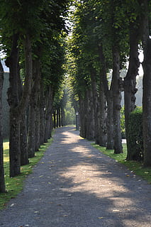 albero, foderato, sentiero, passerella, verde, pianta, natura, luce del sole, direzione, la strada davanti, strada, prospettiva decrescente, treelined, tronco d'albero, tronco, crescita, ombra, bellezza nella natura, la tranquillità, giorno, nessuno, punto di fuga, foresta, all'aperto, lungo, 4K, CC0, dominio pubblico, privo di copyright