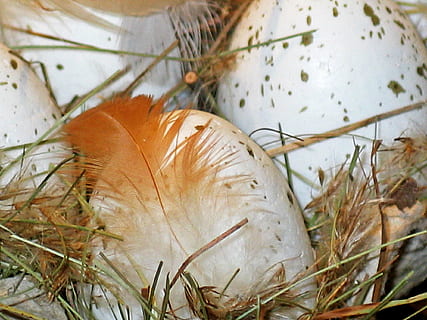 påskeegg, påske nest, påske, vår, dekorasjon, fargerik, egg, fargerike egg, farge, påske dekorasjoner, egg boks, påskeharen, fjær, maling, tilpasset, farget, maleri, påske dekor, malt, colorize, god påske, farget egg, egg kopper, påskeeggmaleri, tegne, vannfarge, hvit, maler, anlegg, natur, nærbilde, ingen folk, land, dag, sopp, fokusere på forgrunnen, mat, blad, vekst, tørke, plante del, felt, gress, tre, utendørs, høy vinkel visning, selektiv fokusering, 1080P, CC0, offentlig domene, opphavsrett gratis