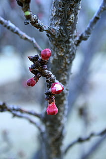 forårsbloeser, træ, frugt, kviste, blomster, lyserød, åbning, forår, plante, kold temperatur, vækst, vinter, bærfrugt, afdeling, sund kost, mad, dag, mad og drikke, sne, natur, skønhed i naturen, Frosset, rød, tæt på, ingen mennesker, udendørs, is, lichen, 4K, CC0, offentligt domæne, royaltyfrie