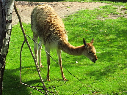 lama, animal, estiu, herba, zoo, mamífer, temes d'animals, planta, vertebrats, animals domèstics, color verd, terra, camp, bestiar, un animal, nacional, naturalesa, cap gent, mascotes, fauna animal, dia, pasturatge, de peu, a l'aire lliure, herbívors, 4K, CC0, domini públic, lliure de regalies