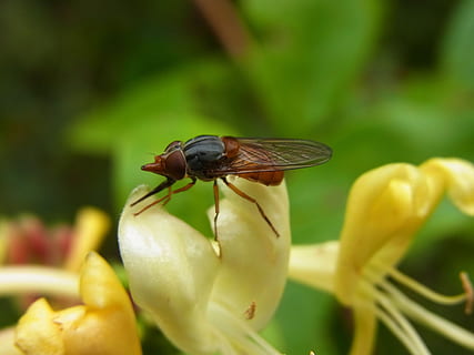 fliegen, Schwebfliege, Insekt, campestris, Tier, Wald, Natur, Makro, Nahansicht, Tierflügel, Blume, Tierwelt, Gelb, Pflanze, grüne Farbe, Tierthemen, ein Tier, Tiere in freier Wildbahn, wirbellos, blühende Pflanze, Schönheit in der Natur, Zerbrechlichkeit, Verletzlichkeit, Wachstum, Tag, Fokus auf den Vordergrund, keine Leute, Blütenkopf, draußen, Bestäubung, 2K, CC0, gemeinfrei, lizenzfrei