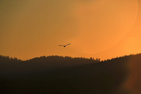 silhouette, bird, mountain, silhoutte, seagull, sunset, dusk, animals, flying, sky, trees, forest, mountains, hills, landscape, nature, animals in the wild, animal wildlife, one animal, animal themes, mid-air, beauty in nature, animal, scenics - nature, vertebrate, tranquil scene, orange color, environment, tranquility, air vehicle, no people, 5K