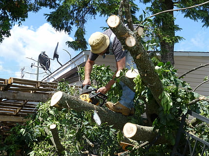 árvores verdes, árvore, danificar, motosserra, paisagismo, quebrado, esmagado, destruição, desastre, caído, floresta, silvicultura, vendaval, furacão, natureza, tempestade, vento, madeira, pessoas, homem, pessoa, trabalhador, trabalhos, plantar, dia, pessoas reais, céu, crescimento, ao ar livre, luz solar, arquitetura, cor verde, agua, roupa casual, estilos de vida, madeira - material, frente ou quintal, estrutura construída, chapéu, nuvem - céu, 4K, CC0, domínio público, royalty free