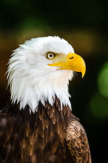 selektiv, fokus fotografering, skaldet, ørn, Hvidhovedet havørn, perched, raptor, fugl, natur, vild, portræt, amerikansk, symbol, fjer, dom, himmel, majestætisk, rovdyr, dyr, hvirveldyr, rovfugl, dyre temaer, et dyr, dyr i naturen, dyreliv, ørn - fugl, tæt på, fokus på forgrunden, kigger væk, gul, leder, næb, ingen mennesker, dyr kropsdel, dag, dyr hoved, dyr øje, gule øjne, 1080P, CC0, offentligt domæne, royaltyfrie