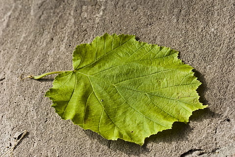 Haselnuss, Blatt, Haselnussblatt, Grün, Natur, Pflanze, Nahansicht, grüne Farbe, Makro, Hintergründe, Frische, keine Leute, Pflanzenteil, Tag, Blattvene, Zerbrechlichkeit, draußen, Verletzlichkeit, Schönheit in der Natur, texturiert, direkt darüber, High Angle View, Wachstum, Muster, Land, Blätter, natürlicher Zustand, 2K, CC0, gemeinfrei, lizenzfrei