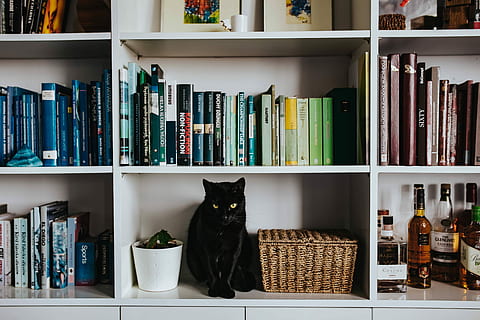 black, cat, wicker basket, white, bookcase shelf, Black cat, bookcase, shelf, pet, animal, books, basket, feline, bookshelf, indoors, library, book, no People, retail, store, clothing store, variation, domestic, large group of objects, pets, domestic animals, bottle, container, domestic cat, choice, animal themes, arrangement, publication, mammal, one animal, 4K, CC0, public domain, royalty free