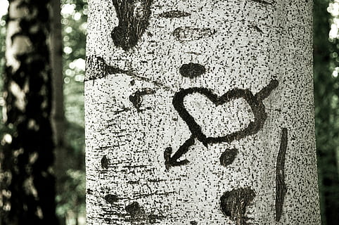 drzewo, Natura, stary, Model, pnia drzewa, bagażnik samochodowy, porozumiewanie się, dzień, zbliżenie, tekst, żadnych ludzi, pozytywne emocje, kształt serca, graffiti, emocja, roślina, skupić się na pierwszym planie, na dworze, teksturowane, kreatywność, miłość, znak, wiadomość, 4K, CC0, domena publiczna, darmowe zdjęcia