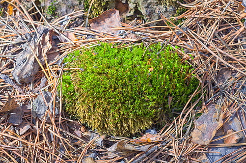 primavera, molsa, eriçó, agulles, verd, plantes, primer pla, rascado, flora, a l'aire lliure, planta, conífera, creixement, color verd, terra, naturalesa, dia, vista d’angle alt, camp, cap gent, herba, bellesa a la natura, tranquil·litat, part de la planta, sec, llum solar, full, arbre, niu d’animals, pal - part de la planta, 4K, CC0, domini públic, lliure de regalies