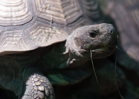 tartaruga, erba, conchiglia, zoo, acquario, zoo, acquario, rettile, un animale, fauna selvatica, animali allo stato selvatico, temi animali, animale, vertebrato, avvicinamento, parte del corpo animale, guscio di animale, testa di animale, nessuno, concentrarsi sulle conoscenze acquisite, guscio di tartaruga, giorno, natura, ritratto, all'aperto, marino, scala animale, 1080P, CC0, dominio pubblico, privo di copyright