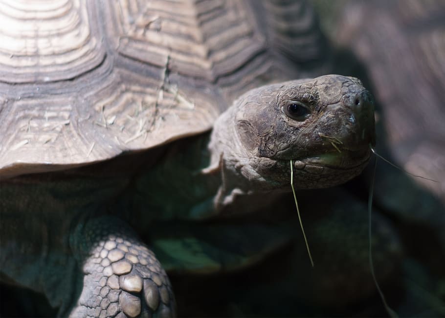 tortuga, herba, shell, zoo, aquari, zoo, aquari, rèptil, un animal, fauna animal, animals a la natura, temes d'animals, animal, vertebrats, primer pla, part del cos dels animals, closca d’animals, cap d’animals, cap gent, centrar-se en primer pla, closca de tortuga, dia, naturalesa, retrat, a l'aire lliure, marí, escala d’animals, 1080P