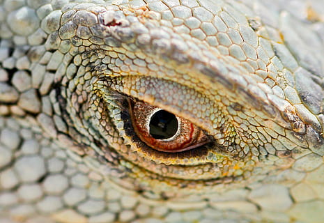 macro, iguana, ull vermell, llangardaix, escales, parpella, rèptil, temes d'animals, un animal, animal, vertebrats, fauna animal, part del cos dels animals, primer pla, animals a la natura, ull d’animals, ull, escala d’animals, cap d’animals, primer pla extrem, cap gent, enfocament selectiu, dia, pell d’animals, a l'aire lliure, selva tropical, 2K, CC0, domini públic, lliure de regalies